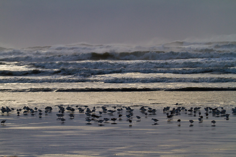 Sanderling And Dunlin In Surf